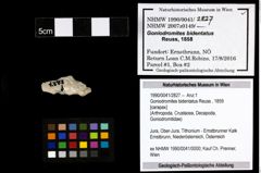 Foto (Objekt + Etiketten) von Goniodromites bidentatus (Reuss, 1859) 